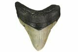 Fossil Megalodon Tooth - North Carolina #146849-1